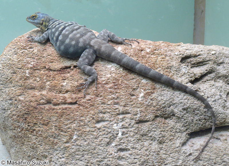 ウミベイワバトカゲ Petrosaurus thalassinus