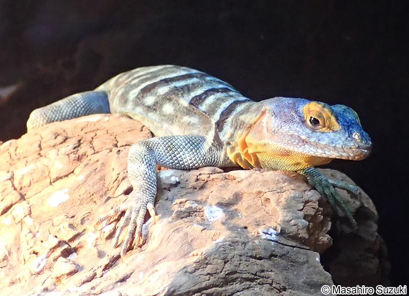 ウミベイワバトカゲ Petrosaurus thalassinus