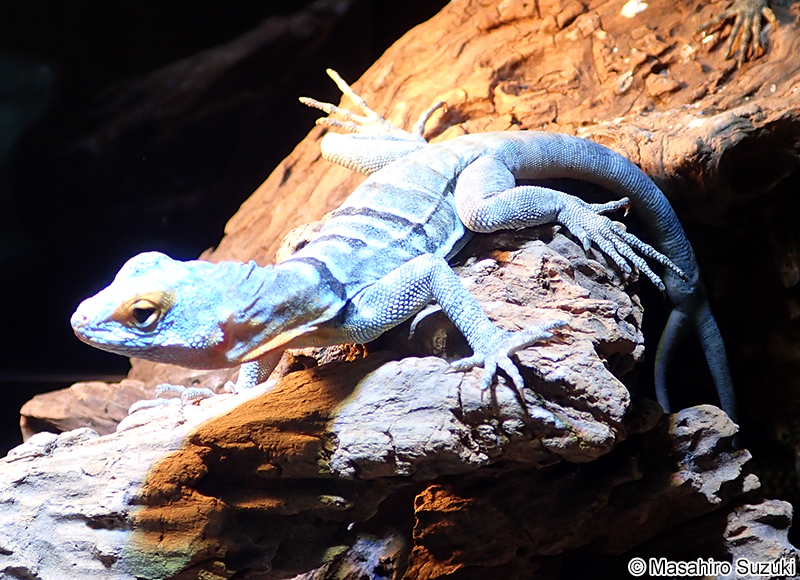 ウミベイワバトカゲ Petrosaurus thalassinus