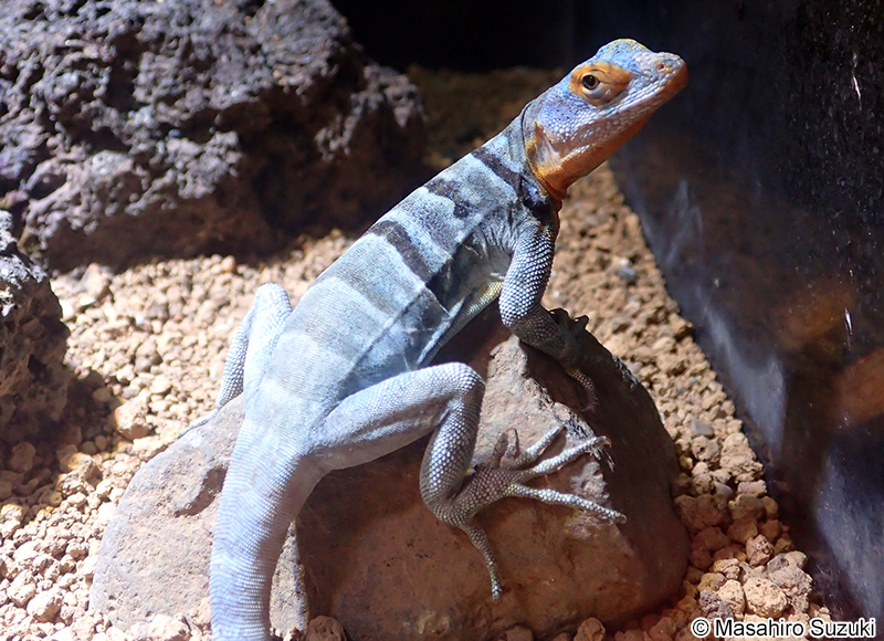 ウミベイワバトカゲ Petrosaurus thalassinus