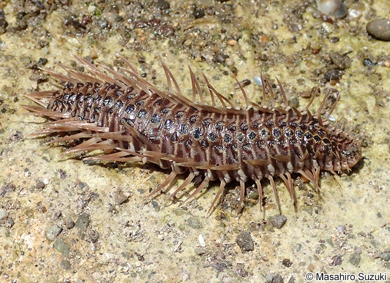 ウミケムシ Chloeia flava