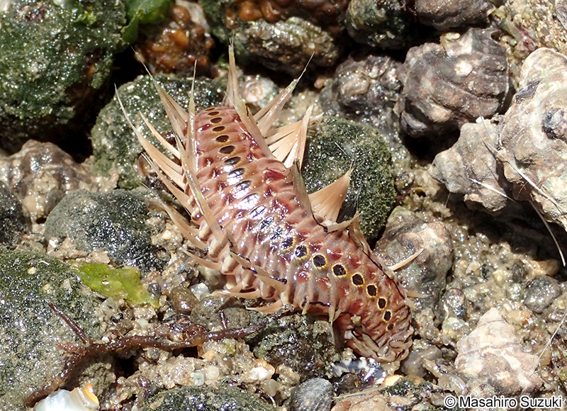 ウミケムシ Chloeia flava