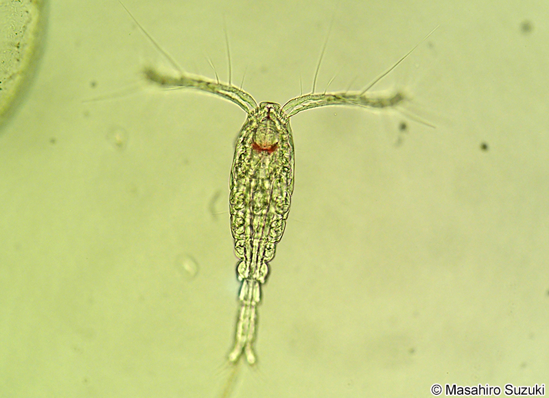 オイトナ属 Oithona