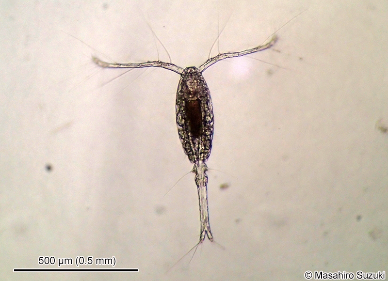 オイトナ属 Oithona