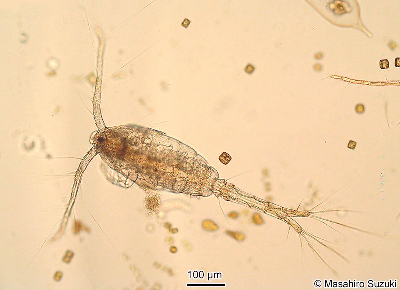 オイトナ属 Oithona