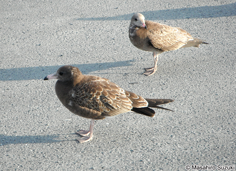 ウミネコ Larus crassirostris