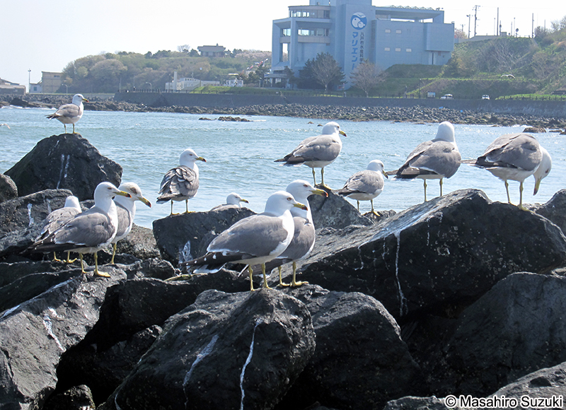 ウミネコ Larus crassirostris