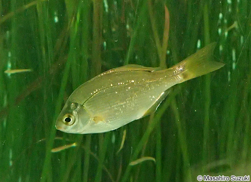 ウミタナゴ Ditrema temminckii