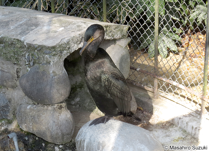 ウミウ Phalacrocorax capillatus