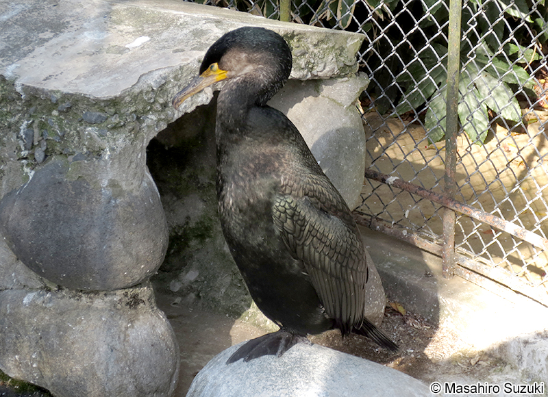 ウミウ Phalacrocorax capillatus