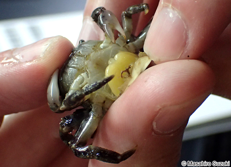 ウンモンフクロムシ Sacculina confragosa