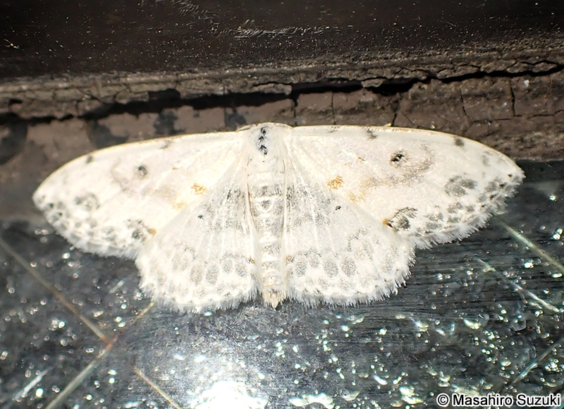 ウンモンオオシロヒメシャク Somatina indicataria morata