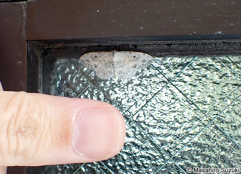 ウンモンオオシロヒメシャク Somatina indicataria morata