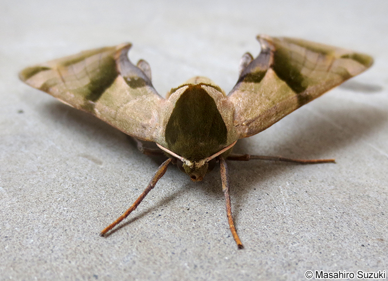 ウンモンスズメ Callambulyx tatarinovii gabyae