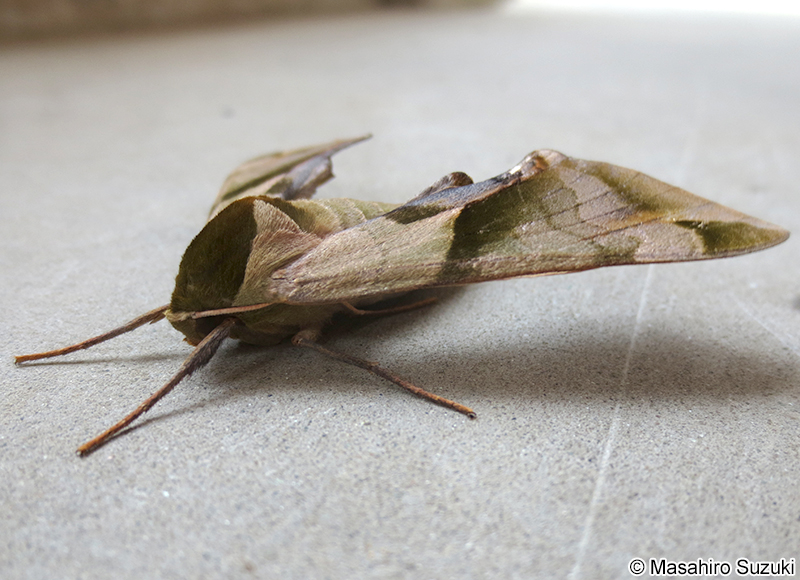 ウンモンスズメ Callambulyx tatarinovii gabyae