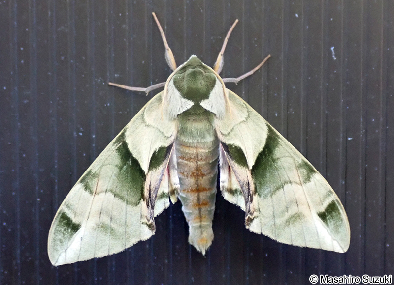 ウンモンスズメ Callambulyx tatarinovii gabyae