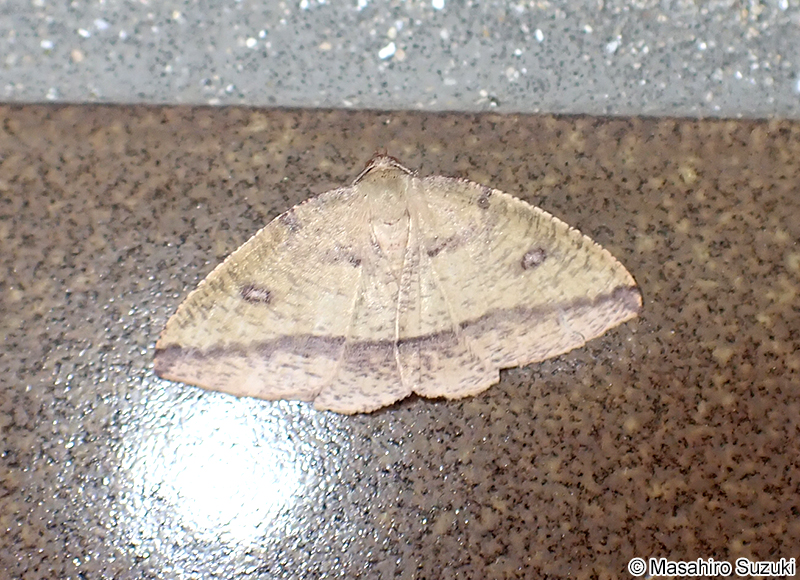 ウラベニエダシャク Heterolocha aristonaria