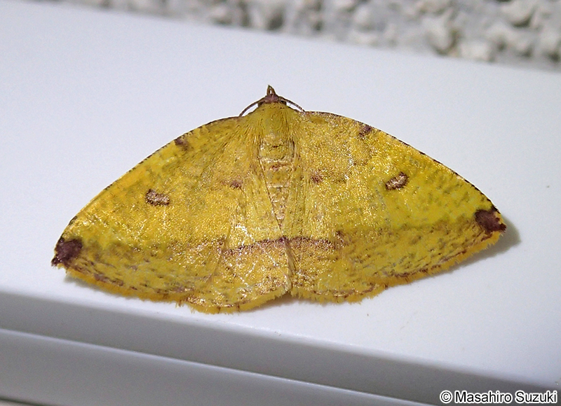 ウラベニエダシャク Heterolocha aristonaria