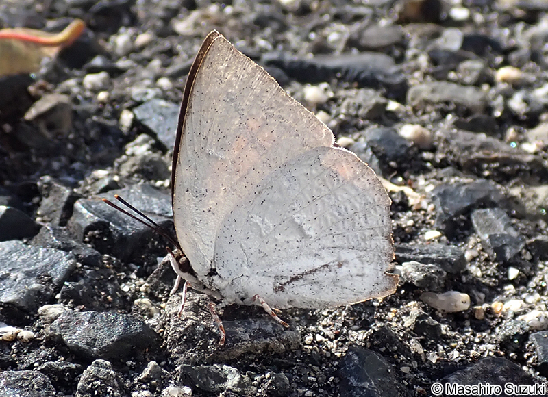 ウラギンシジミ Curetis acuta paracuta