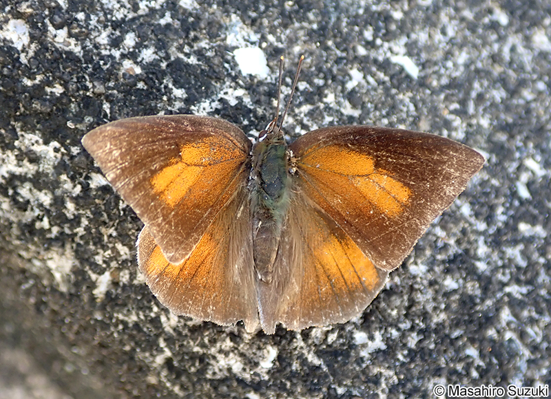 ウラギンシジミ Curetis acuta paracuta