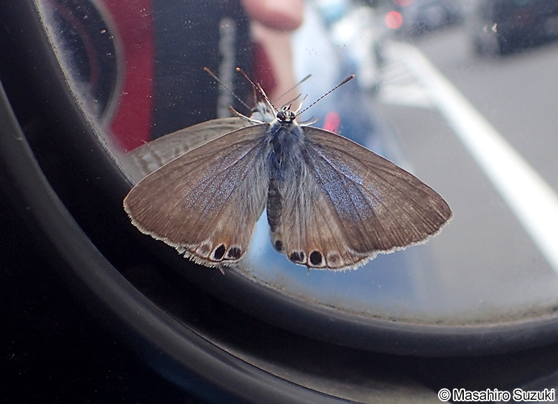 ウラナミシジミ Lampides boeticus