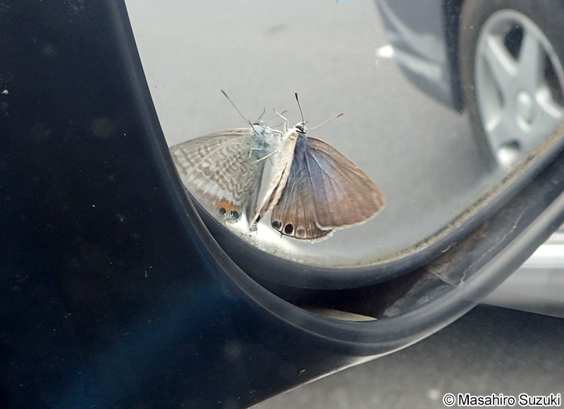 ウラナミシジミ Lampides boeticus