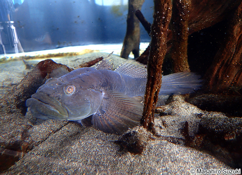 ウロハゼ Glossogobius olivaceus