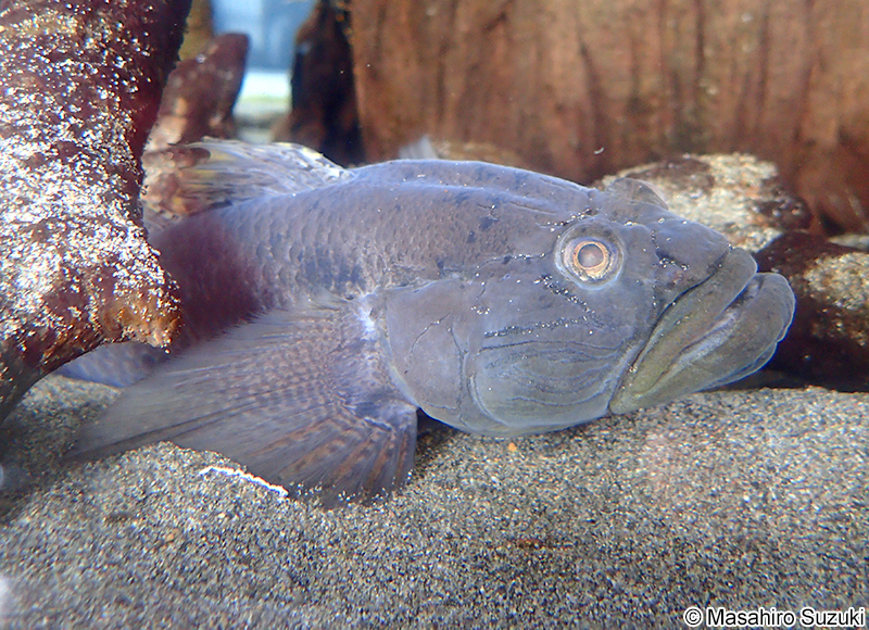 ウロハゼ Glossogobius olivaceus
