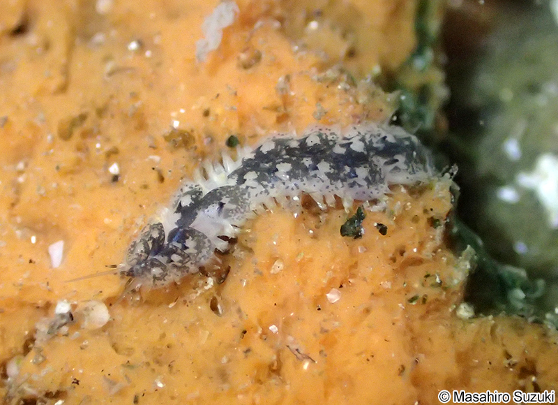 ウロコムシ科 Polynoidae