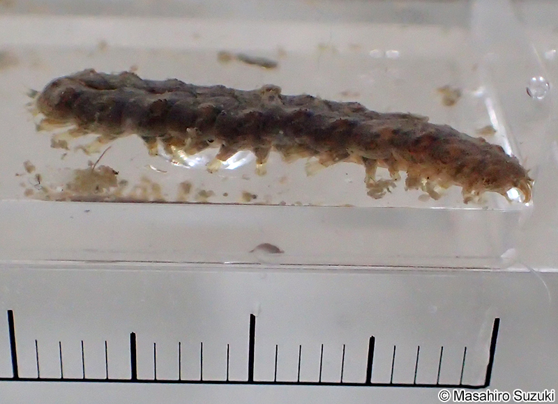 ウロコムシ科 Polynoidae