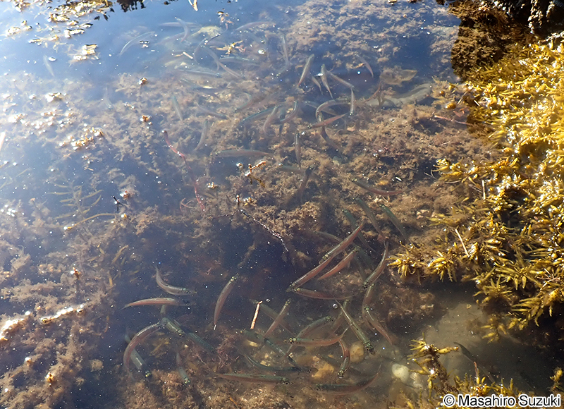 ウルメイワシ Etrumeus micropus