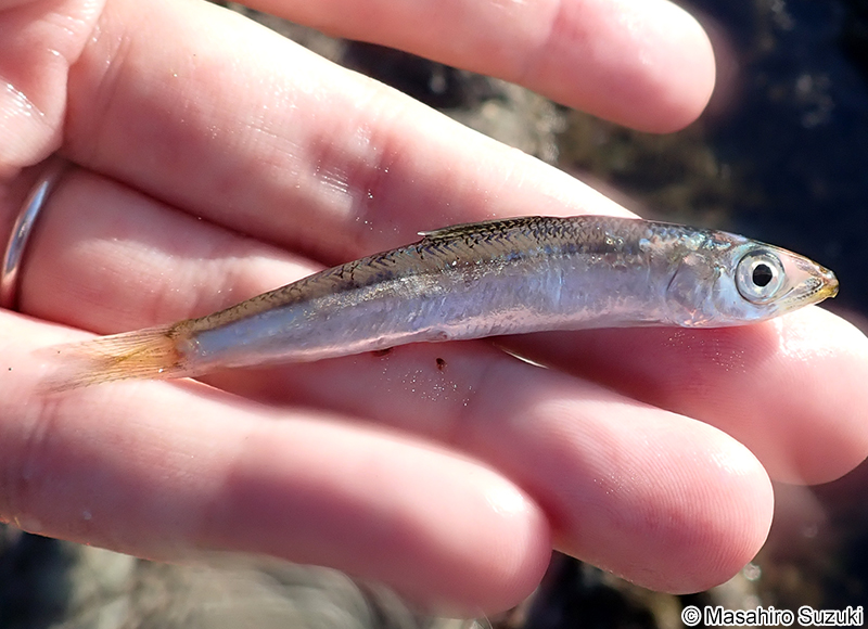 ウルメイワシ Etrumeus micropus