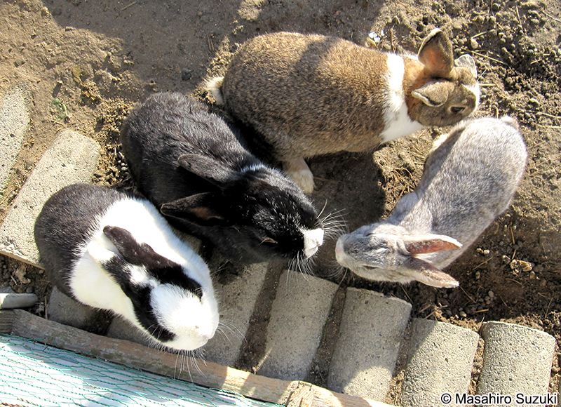 アナウサギ（カイウサギ） Oryctolagus cuniculus