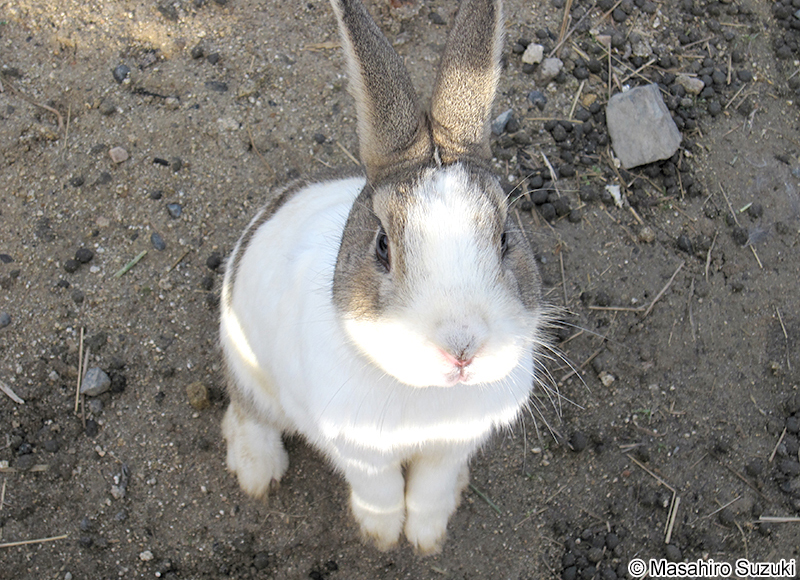 アナウサギ（カイウサギ） Oryctolagus cuniculus