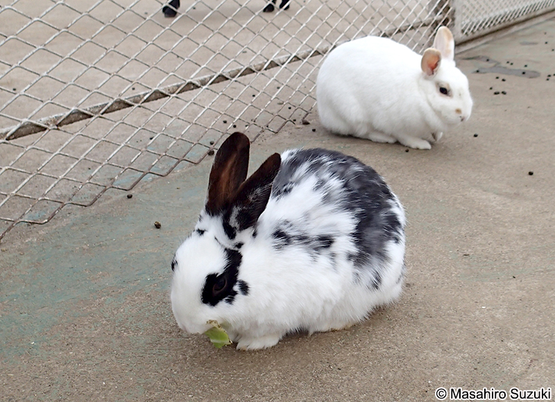 アナウサギ（カイウサギ） Oryctolagus cuniculus