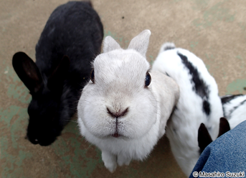 アナウサギ（カイウサギ） Oryctolagus cuniculus