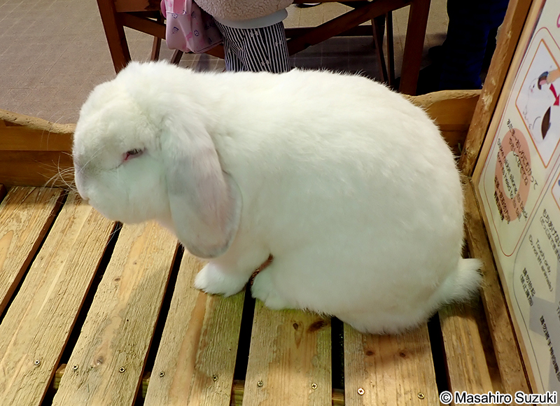 フレンチロップ French lop