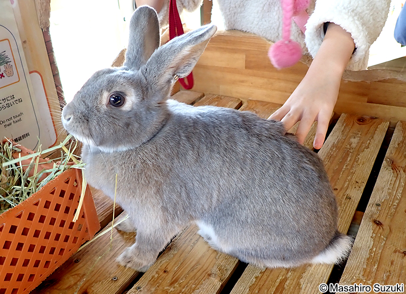 ミニレッキス Mini rex