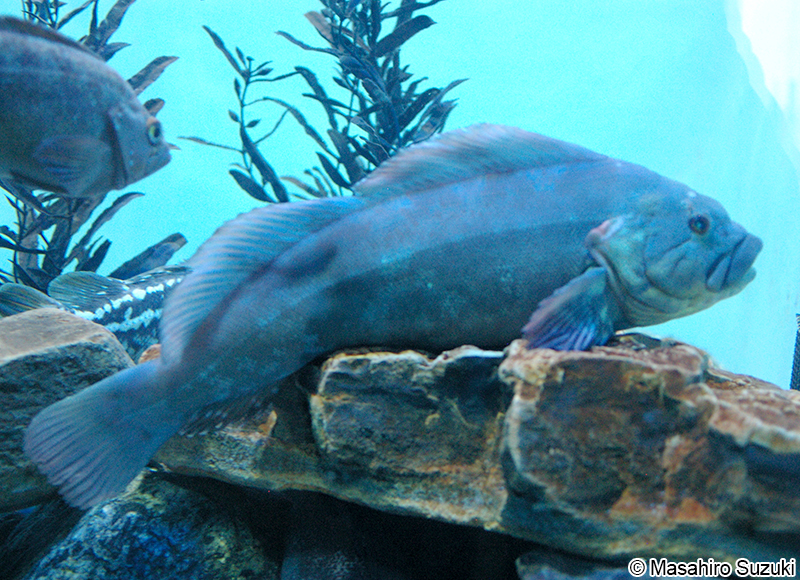 ウサギアイナメ Hexagrammos lagocephalus