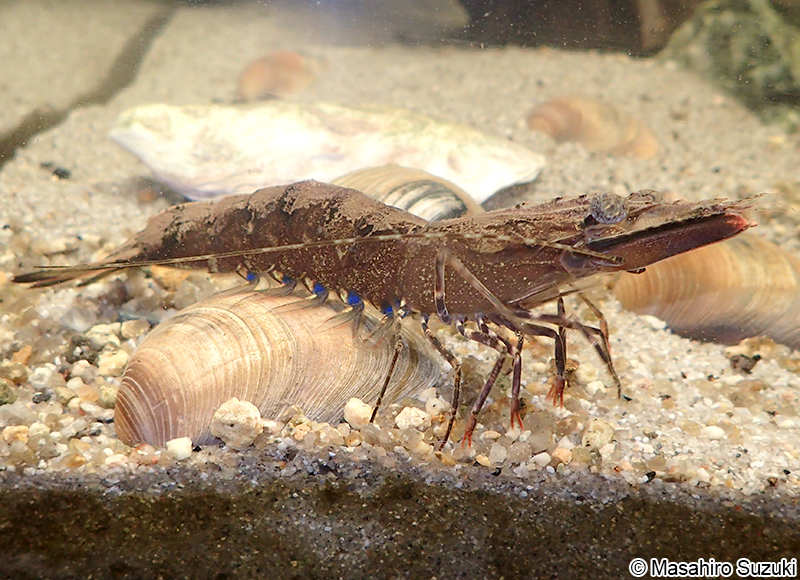 ウシエビ（ブラックタイガー） Penaeus monodon