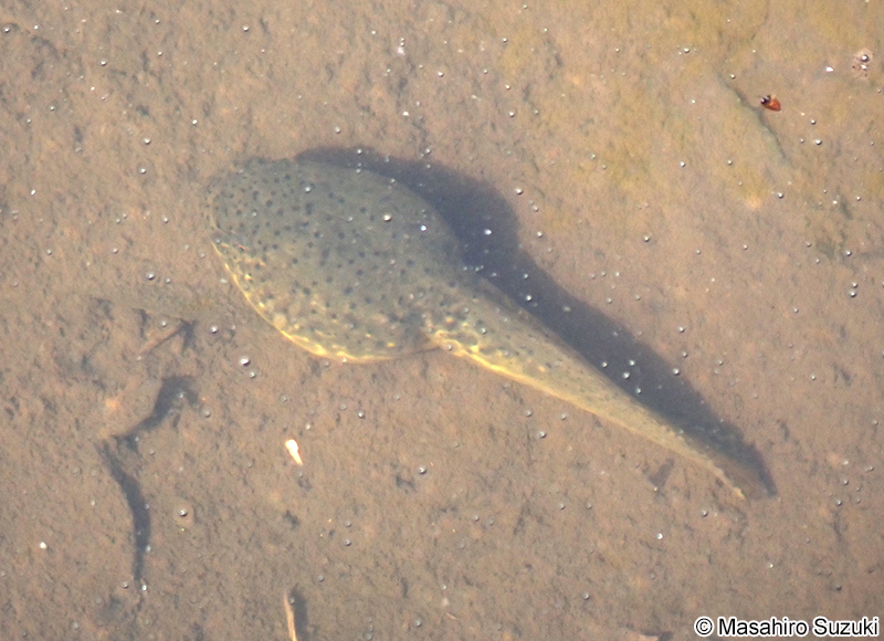 ウシガエルの幼生