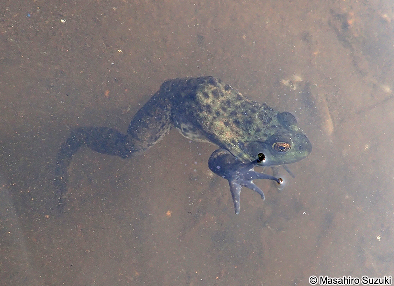 ウシガエル Lithobates catesbeianus
