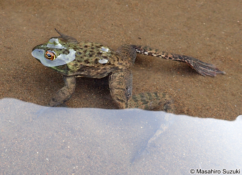 ウシガエル Lithobates catesbeianus