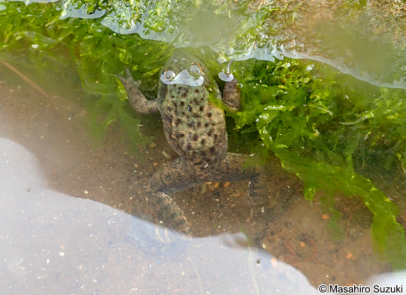 ウシガエル Lithobates catesbeianus