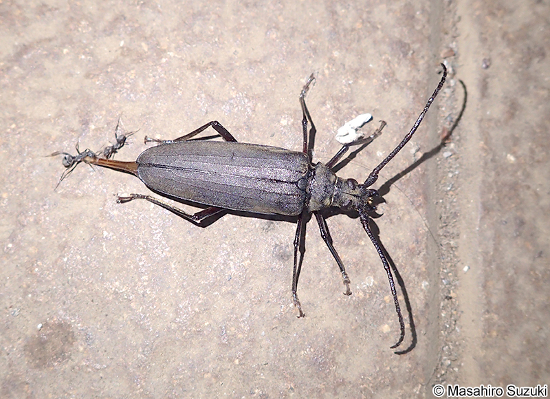 ウスバカミキリ Megopis sinica