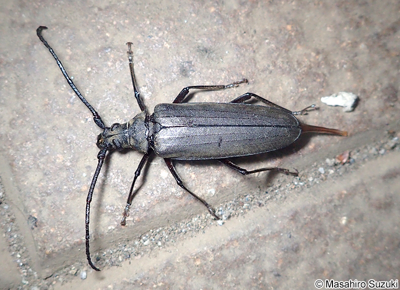 ウスバカミキリ Megopis sinica