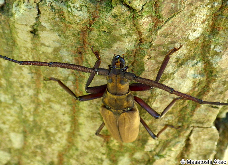 ウスバカミキリ Megopis sinica