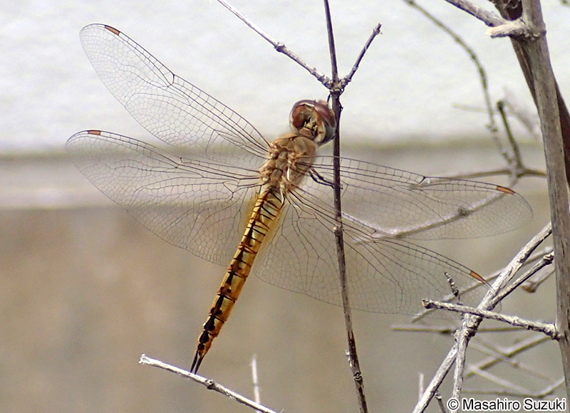 ウスバキトンボ Pantala flavescens