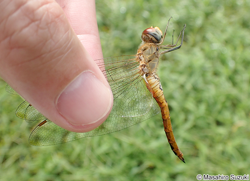 ウスバキトンボ Pantala flavescens