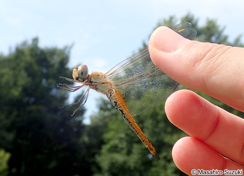 ウスバキトンボ Pantala flavescens